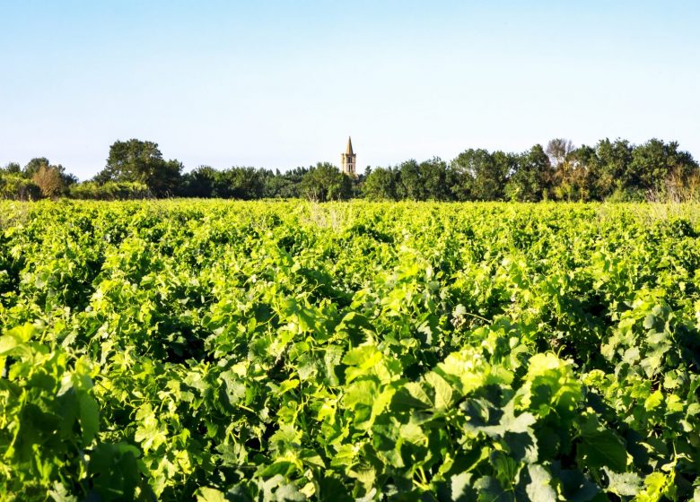 SCAV DE SERIGNAN – LES VIGNERONS DE SERIGNAN