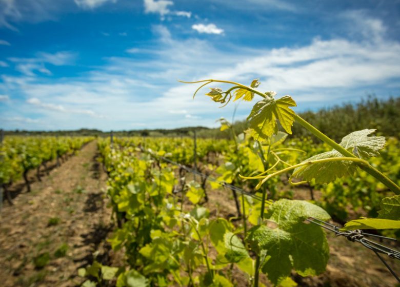 DOMAINE ST GEORGES LES CARDINELLES