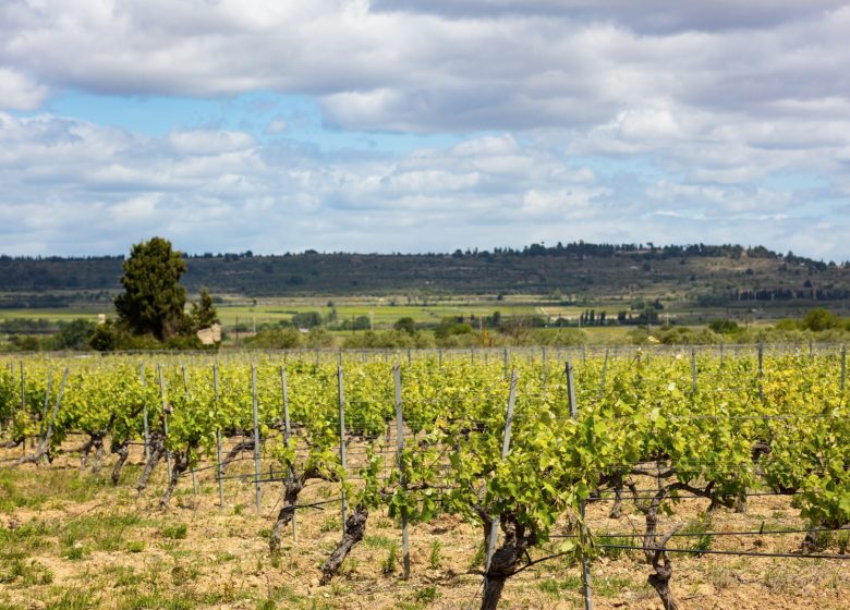 DOMAINE ST GEORGES LES CARDINELLES