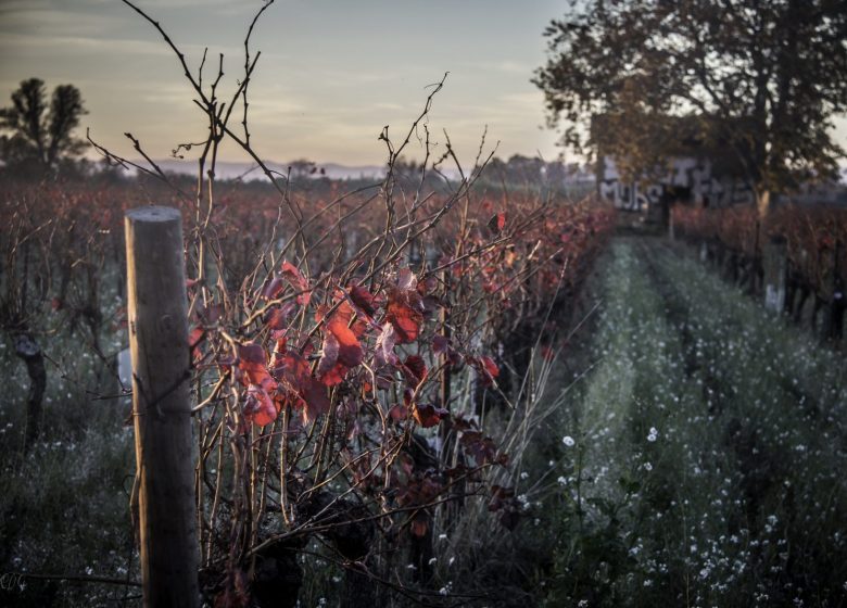 OENORANDO® ENTRE CANAL DU MIDI ET VIGNOBLE