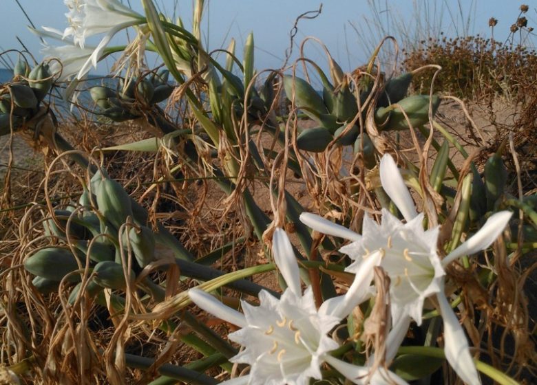 EN 1ERE LIGNE  ET ACCÈS DIRECT A LA PLAGE AU « FLOTS BLEUS » A VALRAS-PLAGE