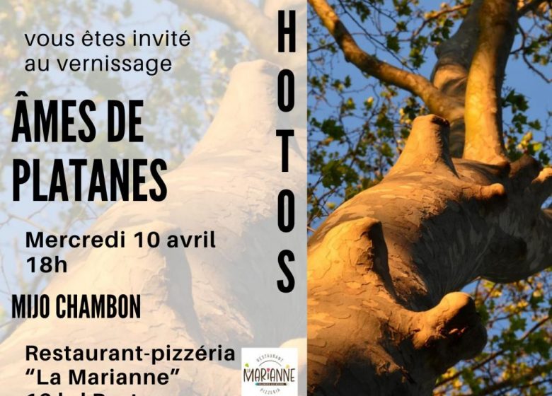 EXPOSITION « ÂMES DE PLATANES » – VILLENEUVE-LÈS-BÉZIERS