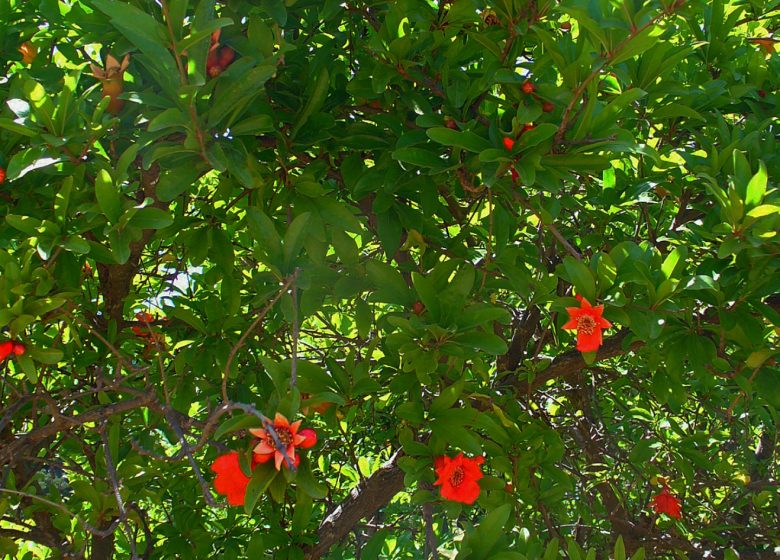 SENTIER BOTANIQUE DES 9 ÉCLUSES