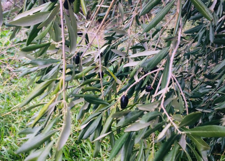 SENTIER BOTANIQUE DES 9 ÉCLUSES