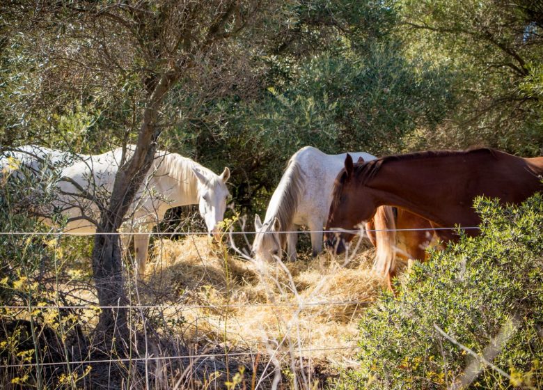 RANDONNEE DE LA PASEJADE DEL CRES